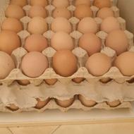 تخم مرغ نطفه دار