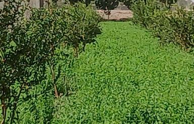 باغ با مجوز فنس