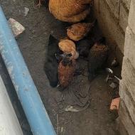 مرغ مادر همراه جوجه