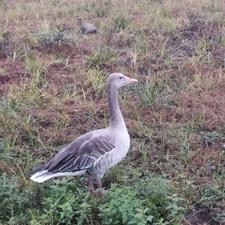 غازوحشی رام رام