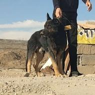 سگ ژرمن ورک لاین بلک