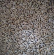 جو محلی و ایرانی