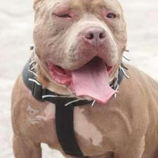 واگذاری پیتبول (بویکای)