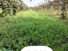 جمع آوری شاخه کیوی و سوزاندن شاخه در شیپور