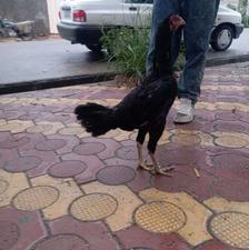 مرغ لاری اصیل