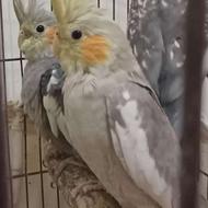 عروس هلندی 4 ماهه