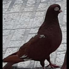 شیش کفتر زینتی قرمزی