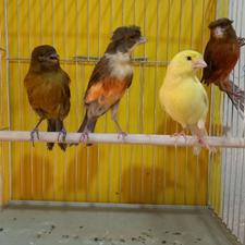 قناری ماده 4عدد