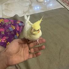 عروس هلندی لوتینو