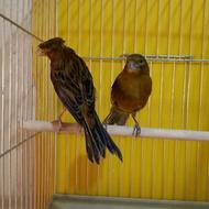 قناری نر سرخ شلاقی