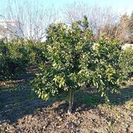 هرس کاری باغات مرکبات و.....