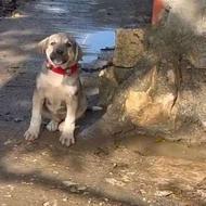 سگ پژدر واگزاری