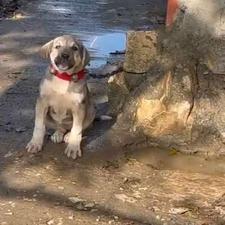 سگ پژدر واگزاری