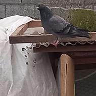 کبوتر ماده سبز