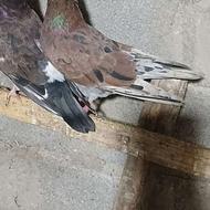 فروش کبوتر پرشی قرمز خال سرور