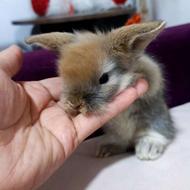 خرگوش لوپ 35 روزه اندازه کف دست