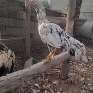 مرغ خروس لاری