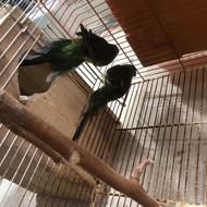 طوطی آواز خان