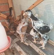 برهما درجه یک پورسلن