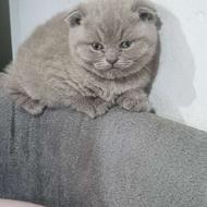 واگذاری گربه بریتیش ماده واسکاتیش نر