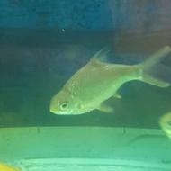 دوعدد بارب حلب