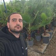 نهالستان و درخت فروشی پالم واشنگتن