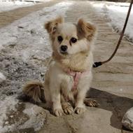 واگزاری یک خانواده لایق این سگ