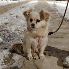 واگزاری یک خانواده لایق این سگ