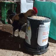 چند عدد خروس