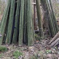 نی خیزران یابامبو