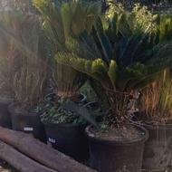 سیکاس جعبه 50