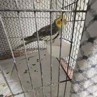 عروس هلندی مولد