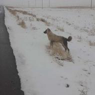 واگذاری توله سرابی