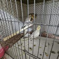 عروس هلندی دارچینی بالای 4ماه