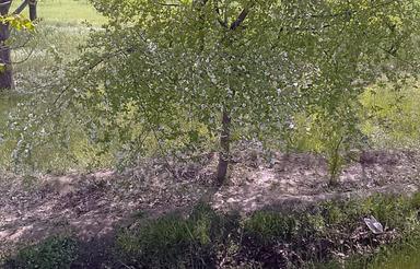 زمین مناسب احداث باغ