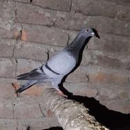 کبوتر مسافتی