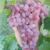 نهال انگور قرمز بی دانه