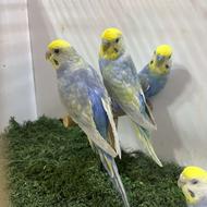 مرغ عشق رینبو اورجینال