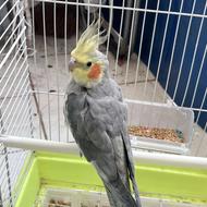 عروس هلندی با قفس