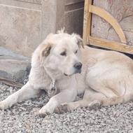 سگ گله و نگهبان