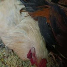 خروس سلطان جوان