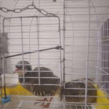 کبک و بلدرچین تخم گذار گوشتی