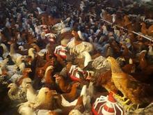 فروش نیمچه مرغ و خروس گلپایگانی اصلاح تولید در شیپور