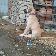 واگذاری یه جفت سرابی