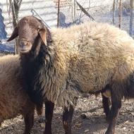 قزل افشار نژاد همو پرش تظمینی