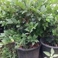 یاس هلندی شمشاد نعنایی طلایی شیشه شور