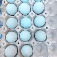 فروش تخم آبی اراکانا