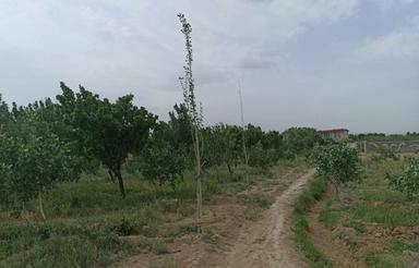 زمین 400 متری باغ ویلا