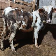 گاو نر گوساله