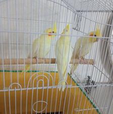 جوجه عروس هلندی زعفرونی